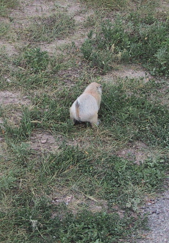 Prairie dog butt
