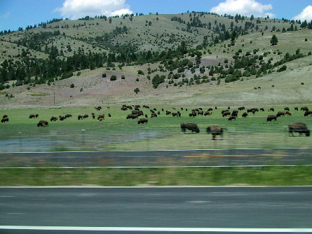 Bunch o' bison