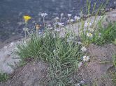 Yellowstone wildflowers