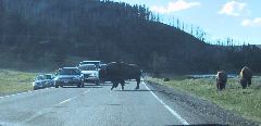 Bison in the road!