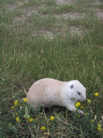 Prairie dog in the flowers