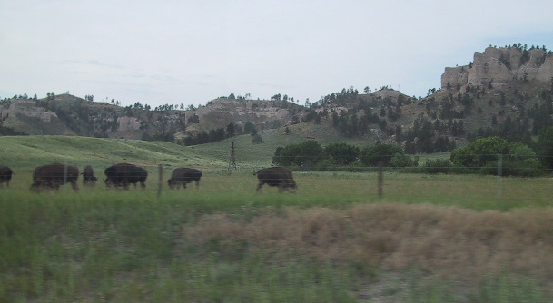 Bison