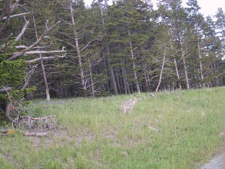 Coyote