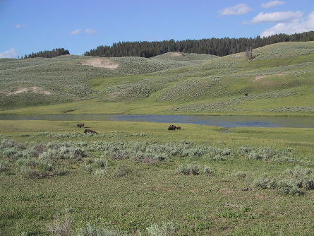 Bison in the distance