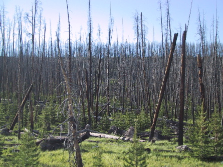 Damage from the 1988 fire