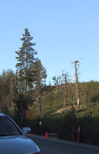 Bald eagles' nest