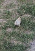 Prairie dog butt