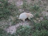 Prairie dog eating