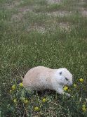 Prairie dog in the flowers