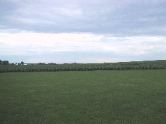 Corn at the Field of Dreams