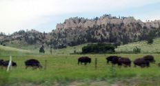 Blurry bison