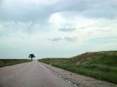 Lone tree, Hwy 20