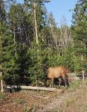 Elk by the side of the road