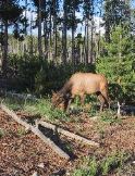 Hello elk