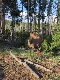 Elk posing for the camera