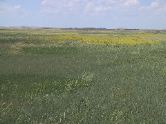 South Dakota prairie