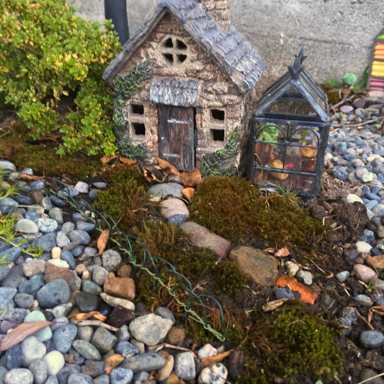 Small house with a greenhouse. A mossy front yard, and a thyme "shrub."