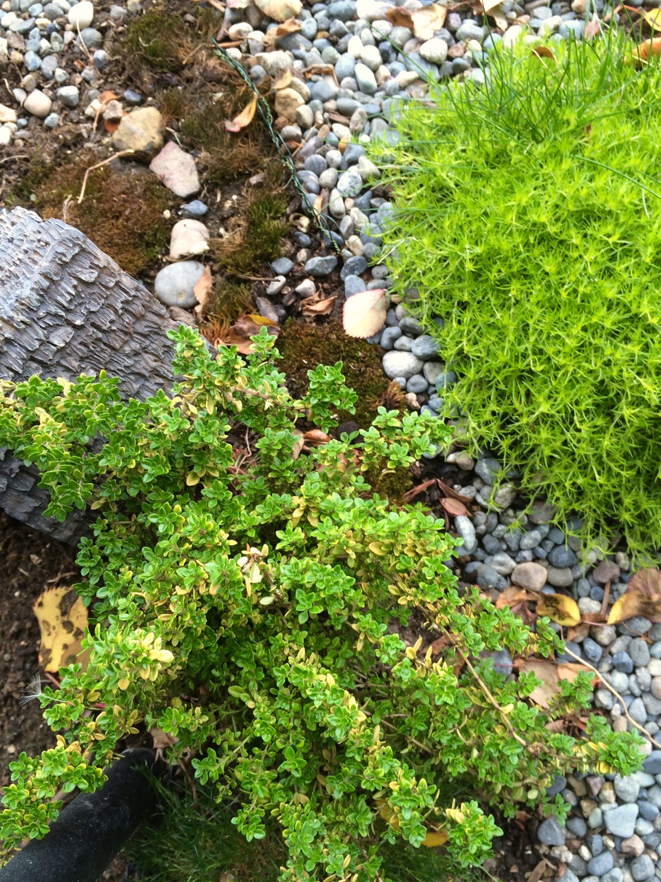 Thyme and Scotch Moss grow in the village.